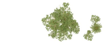 Arka planda izole tropikal orman. 3d görüntüleme - illüstrasyon