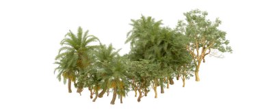 Arka planda izole tropikal orman. 3d görüntüleme - illüstrasyon