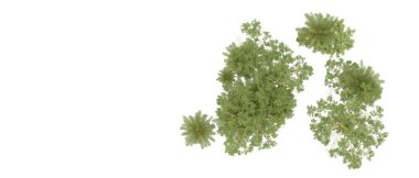 Arka planda izole tropikal orman. 3d görüntüleme - illüstrasyon