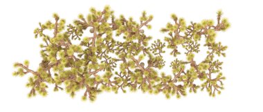 Orman ıssız. Afişler, afişler ve fotoğraf postaları için kullanışlı bir görüntü. 3d oluşturma.