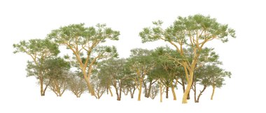 Orman ıssız. Afişler, afişler ve fotoğraf postaları için kullanışlı bir görüntü. 3d oluşturma.