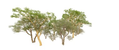 Orman ıssız. Afişler, afişler ve fotoğraf postaları için kullanışlı bir görüntü. 3d oluşturma.