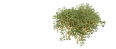 Orman ıssız. Afişler, afişler ve fotoğraf postaları için kullanışlı bir görüntü. 3d oluşturma.