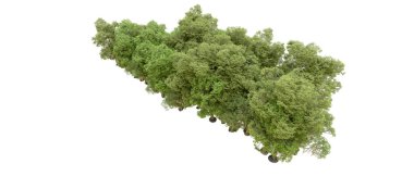 Beyaz arkaplanda 3 boyutlu yeşil ağaçların görüntülenmesi