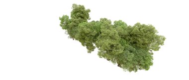 Beyaz arkaplanda 3 boyutlu yeşil ağaçların görüntülenmesi