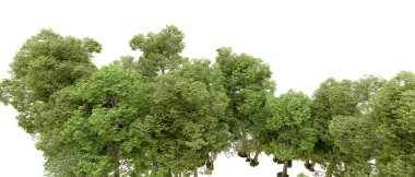 Beyaz arkaplanda 3 boyutlu yeşil ağaçların görüntülenmesi