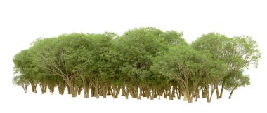 Beyaz arkaplanda 3 boyutlu yeşil ağaçların görüntülenmesi