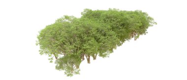 Beyaz arkaplanda 3 boyutlu yeşil ağaçların görüntülenmesi