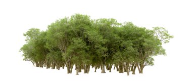 Beyaz arkaplanda 3 boyutlu yeşil ağaçların görüntülenmesi