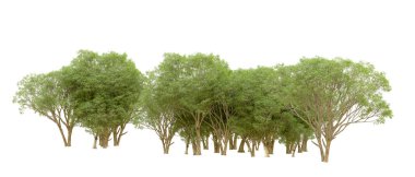 Beyaz arkaplanda 3 boyutlu yeşil ağaçların görüntülenmesi