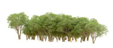 Beyaz arkaplanda 3 boyutlu yeşil ağaçların görüntülenmesi