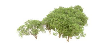 Beyaz arkaplanda 3 boyutlu yeşil ağaçların görüntülenmesi