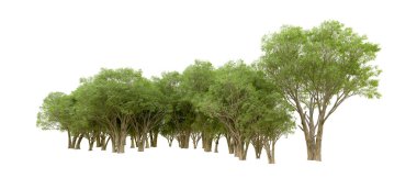 Beyaz arkaplanda 3 boyutlu yeşil ağaçların görüntülenmesi