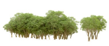 Beyaz arkaplanda 3 boyutlu yeşil ağaçların görüntülenmesi