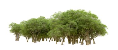 Beyaz arkaplanda 3 boyutlu yeşil ağaçların görüntülenmesi