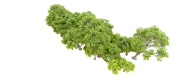 Beyaz arkaplanda 3 boyutlu yeşil ağaçların görüntülenmesi