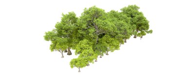 Doğa. Beyaz arkaplanda yeşil ağaçlar izole     