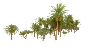 Tropical forest isolated on white background. 3d rendering - illustration