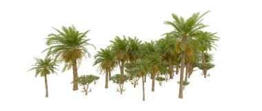 Tropical forest isolated on white background. 3d rendering - illustration