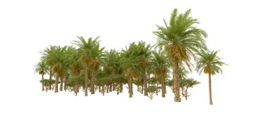 Tropical forest isolated on white background. 3d rendering - illustration