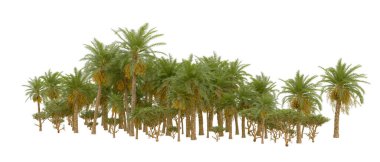 Tropical forest isolated on white background. 3d rendering - illustration