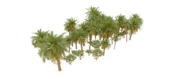 Tropical forest isolated on white background. 3d rendering - illustration