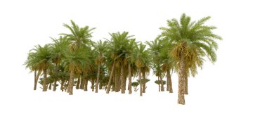 Tropical forest isolated on white background. 3d rendering - illustration