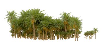 Tropical forest isolated on white background. 3d rendering - illustration