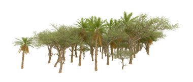 Tropical forest isolated on white background. 3d rendering - illustration