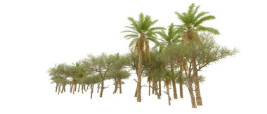 Tropical forest isolated on white background. 3d rendering - illustration