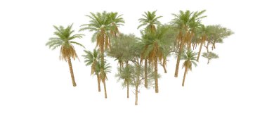 Tropical forest isolated on white background. 3d rendering - illustration