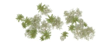 Tropical forest isolated on white background. 3d rendering - illustration