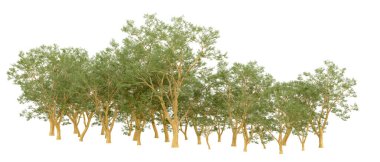 Doğa. Beyaz arkaplanda yeşil ağaçlar izole     