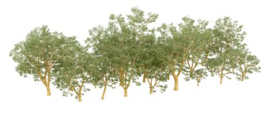 Doğa. Beyaz arkaplanda yeşil ağaçlar izole     