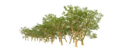 Doğa. Beyaz arkaplanda yeşil ağaçlar izole     