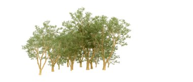 Doğa. Beyaz arkaplanda yeşil ağaçlar izole     