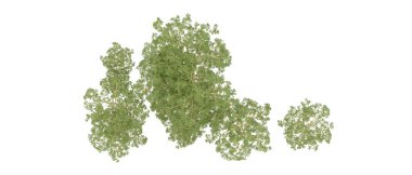 Doğa. Beyaz arkaplanda yeşil ağaçlar izole     