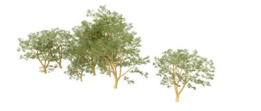 Doğa. Beyaz arkaplanda yeşil ağaçlar izole     