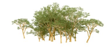 Doğa. Beyaz arkaplanda yeşil ağaçlar izole     