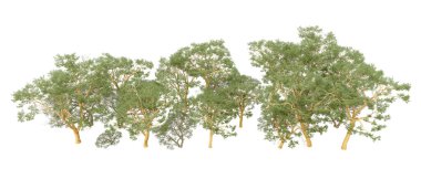 Doğa. Beyaz arkaplanda yeşil ağaçlar izole     