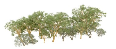 Doğa. Beyaz arkaplanda yeşil ağaçlar izole     