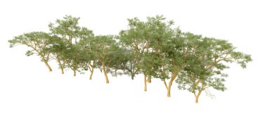 Doğa. Beyaz arkaplanda yeşil ağaçlar izole     