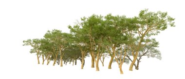 Doğa. Beyaz arkaplanda yeşil ağaçlar izole     