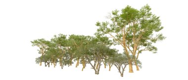 Doğa. Beyaz arkaplanda yeşil ağaçlar izole     