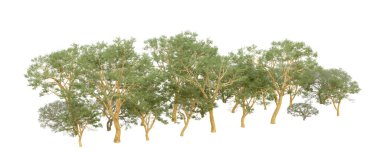 Doğa. Beyaz arkaplanda yeşil ağaçlar izole     