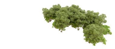 Doğa. Beyaz arkaplanda yeşil ağaçlar izole     