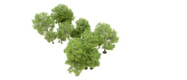 Doğa. Beyaz arkaplanda yeşil ağaçlar izole     