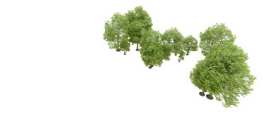 Doğa. Beyaz arkaplanda yeşil ağaçlar izole     