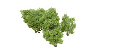 Doğa. Beyaz arkaplanda yeşil ağaçlar izole     