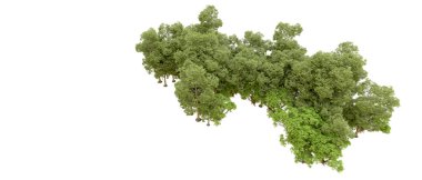 Doğa. Beyaz arkaplanda yeşil ağaçlar izole     